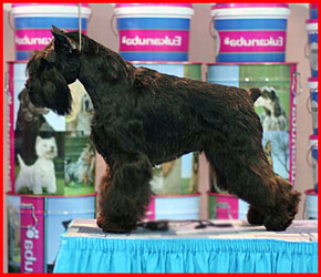 YOUNG CHAMPION of RUSSIA, YOUNG CHAMPION ZWERGSCHNAUZER CLUB of RUSSIA, CHAMPION of RUSSIA, CHAMPION KAZAKHSTAN, CHAMPION ZWERGSCHNAUZER CLUB of RUSSIA, GRANDCHAMPION, CHAMPION RKF 
25*CW, 2*Best Baby, 5*Best Puppy, 4*JCAC, 6*Best Junior, 9*CAC, BOS, 11*, JCC, 3* CCC, CACIB, 2*RCACIB 
BIS puppy -1, BIS junior -1, BIG -1, 2*BIG -2, BISS Junior - 1,2, 2*BISS-1