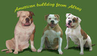 American bulldogs from Altay